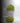 Cotton Yarn by Ganga - Cotton delight - 4 ply - COD031