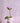 Memorial Rose _ Crochet Flower