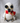 Hedwig Owl