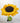 Realistic Sunflower _ Crochet Flower