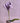 Tulip Flower _ Crochet Flower
